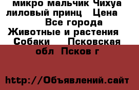 микро мальчик Чихуа лиловый принц › Цена ­ 90 - Все города Животные и растения » Собаки   . Псковская обл.,Псков г.